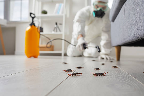 Commercial Rodent Management in Cascade